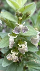 Ajuga laxmannii