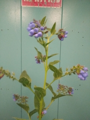 Symphytum caucasicum