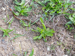 Thamnophis sirtalis tetrataenia