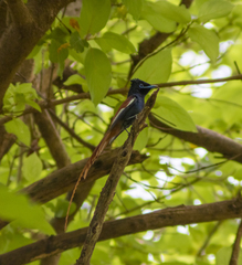 Terpsiphone viridis