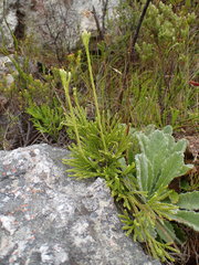 Mairia purpurata