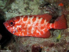Heteropriacanthus fulgens