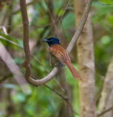 Terpsiphone viridis