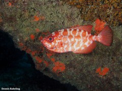 Heteropriacanthus fulgens