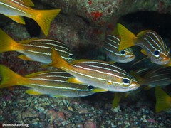 Parapristipoma octolineatum