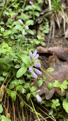 Polygala supina