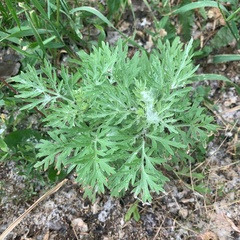 Artemisia absinthium