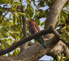 Eurystomus glaucurus