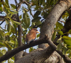 Eurystomus glaucurus
