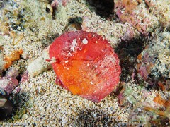 Spondylus senegalensis