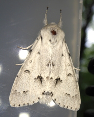 Acronicta vulpina