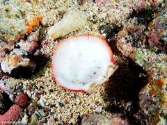 Spondylus senegalensis