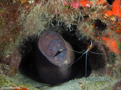 Gymnothorax unicolor