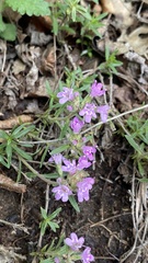 Thymus callieri