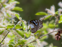 Graphium leonidas leonidas