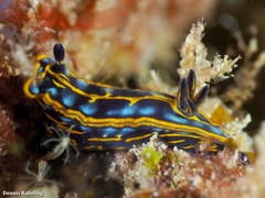 Felimare fontandraui