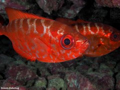 Heteropriacanthus fulgens