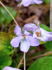 Viola epipsiloides