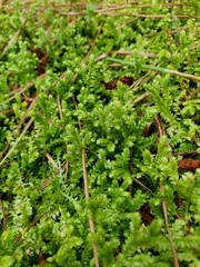 Selaginella apoda