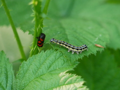 Diloba caeruleocephala