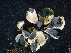 Senecio candidans