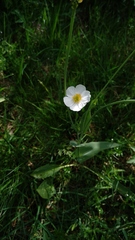 Ranunculus amplexicaulis