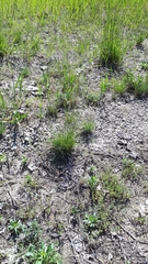 Festuca trachyphylla