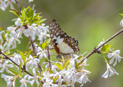 Papilionoidea