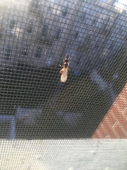 Tetramorium immigrans