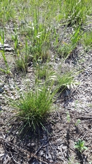 Festuca trachyphylla