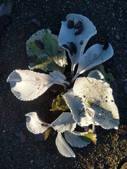 Senecio candidans