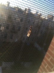 Tetramorium immigrans