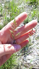 Festuca trachyphylla