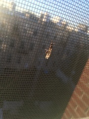 Tetramorium immigrans