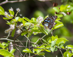Papilionoidea