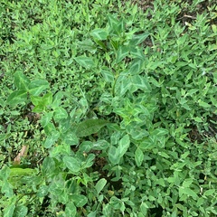 Trifolium pratense