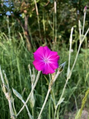 Silene coronaria