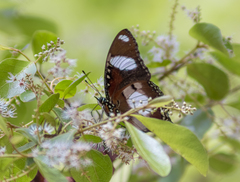 Hypolimnas misippus