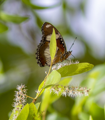 Hypolimnas misippus