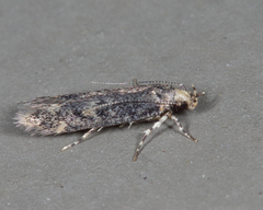 Trypanisma prudens
