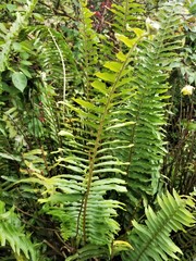 Nephrolepis pectinata