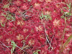 Drosera admirabilis