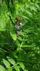 Vicia sepium