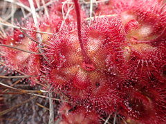 Drosera admirabilis