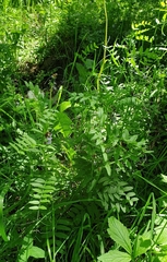 Vicia sepium