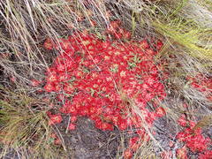 Drosera admirabilis