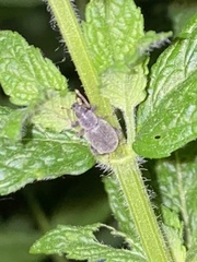 Otiorhynchus meridionalis