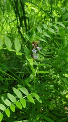 Vicia sepium