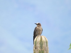 Melanerpes hypopolius