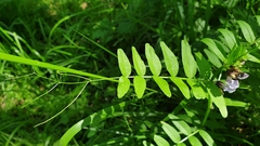 Vicia sepium